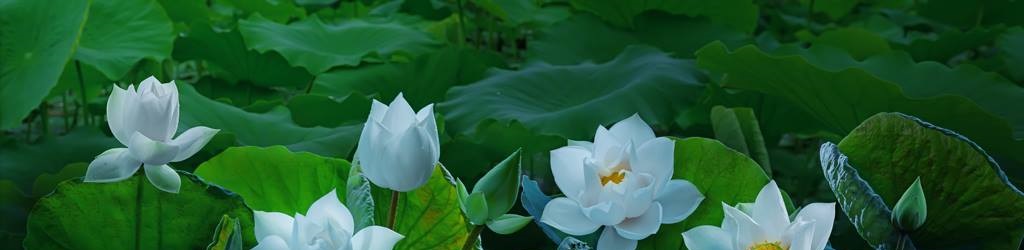 lotus flower vietnam 1